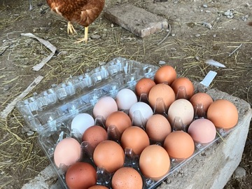Selling with In-person Payment: Starting April: Farm fresh eggs in Twin Falls County