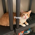   : Peep