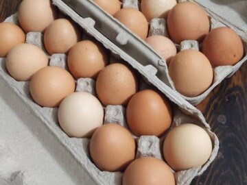 Selling with In-person Payment: Farm Fresh Free Range Chicken Eggs