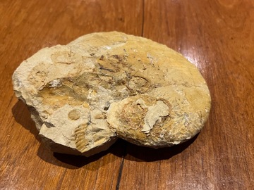 Verkaufen ohne Online-Zahlungen: Kalkstein Ammonit 13 cm Ebermannstadt