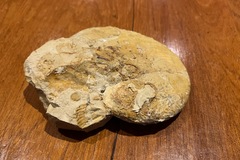 Verkaufen ohne Online-Zahlungen: Kalkstein Ammonit 13 cm Ebermannstadt