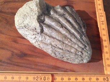 Verkaufen ohne Online-Zahlungen: Fossile Mollusken aus dem Trias und Jura
