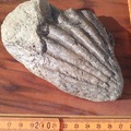 Verkaufen ohne Online-Zahlungen: Fossile Mollusken aus dem Trias und Jura