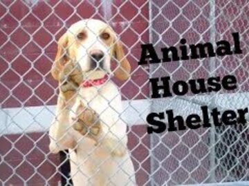 Looking for volunteers: Remote Volunteer Opportunities - Animal House Shelter