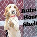 Looking for volunteers: Remote Volunteer Opportunities - Animal House Shelter