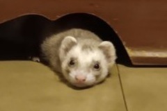   : Soren and Mocha
