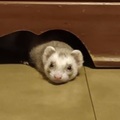   : Soren and Mocha