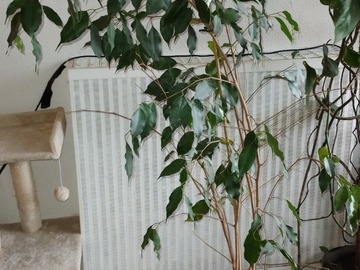 Giving away: Don ficus