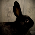   : Ellie
