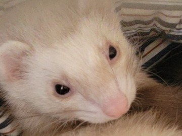   : Nahla