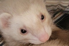   : Nahla