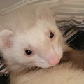   : Nahla