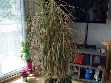 Sales: Vends Dracaena avec son pot