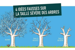 Actualité: Idées fausses sur la taille sévère d'un arbre