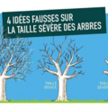 Actualité: Idées fausses sur la taille sévère d'un arbre