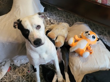   : Sampson
