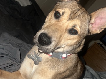   : Simba