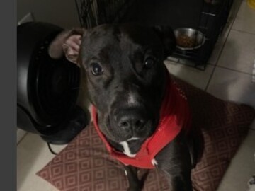   : Nacho