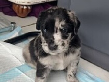   : Vader