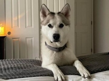   : Koba 
