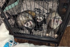   : Pete, Paul, and Paco