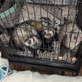   : Pete, Paul, and Paco