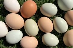 Selling with online payment: Rainbow Pasture Raised