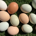 Selling with online payment: Rainbow Pasture Raised