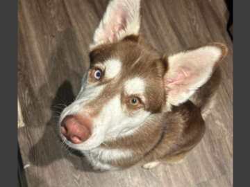   : Scout 