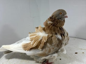 Vente avec paiement en ligne: Mouette Chinoise
