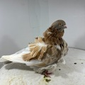 Vente avec paiement en ligne: Mouette Chinoise