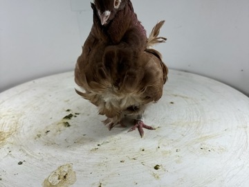 Vente avec paiement en ligne: Mouette Chinoise