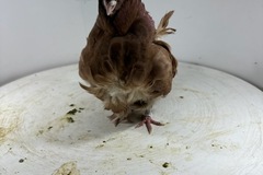 Vente avec paiement en ligne: Mouette Chinoise
