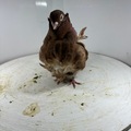 Vente avec paiement en ligne: Mouette Chinoise