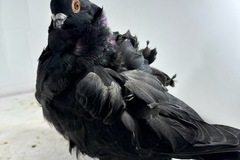 Vente avec paiement en ligne: Mouette Chinoise