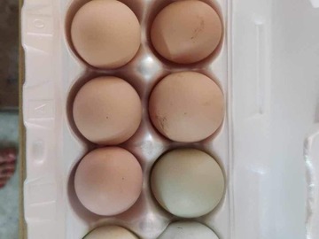 Selling with In-person Payment: Fresh Eggs from Billie's Happy Hens 