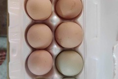 Selling with In-person Payment: Fresh Eggs from Billie's Happy Hens 