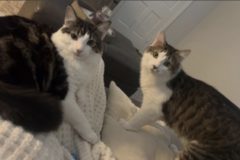   : Lincoln and Sawyer