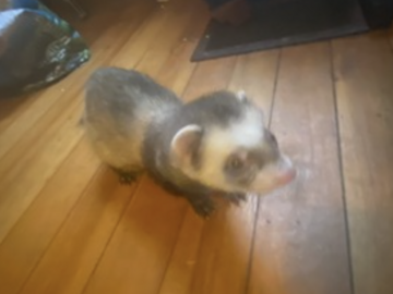   : Maci 