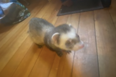   : Maci 