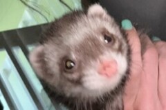   : Sandy