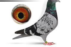 Vente avec paiement en ligne: We invite you to fruitful cooperation.