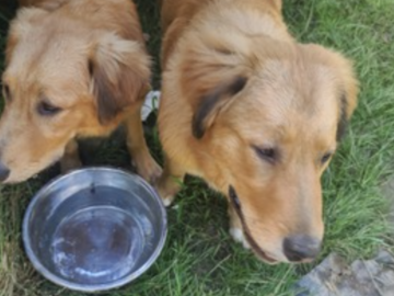   : Chub Chub and Cinnabon