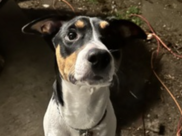   : Bodhizafa and Boomerang 