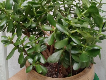 Vente: Crassula adulte