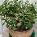 Sales: Crassula adulte