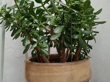 Vente: Crassula adulte avec pot