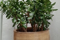 Sales: Crassula adulte avec pot