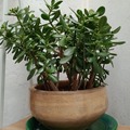 Sales: Crassula adulte avec pot