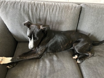   : Sadie